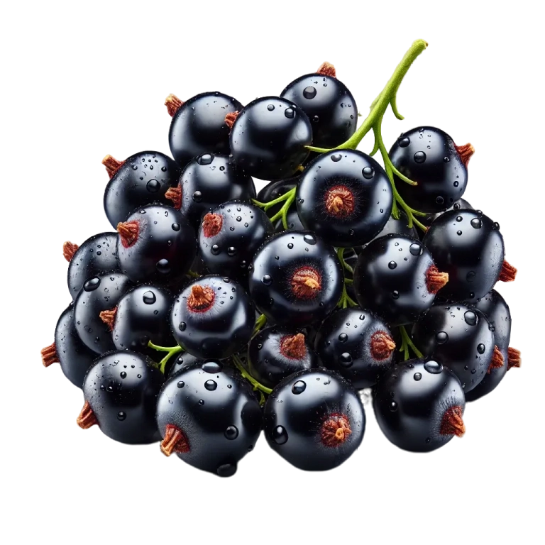 Cassis